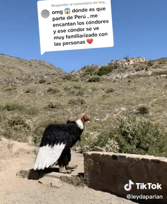 Disfrazado de cóndor hace creer a más de uno que es un ave de verdad; lo  llaman Condor - Man