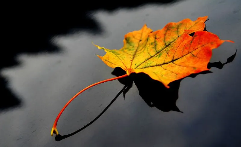 Disfruta de 150 imágenes de fotos con reflejos | CosasSencillas.Com