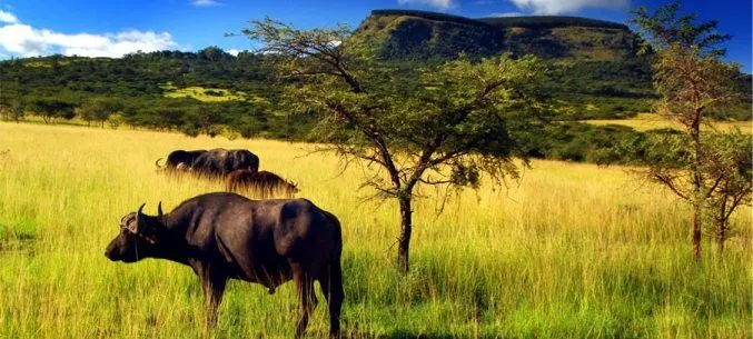 Disfruta del wellness en la sabana africana - elEconomista.