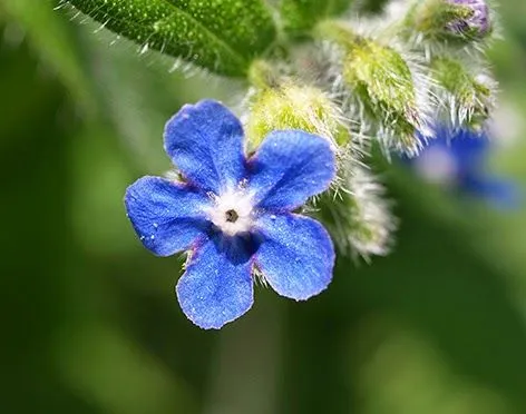 DISFRUTAR CON EL HUERTO Y EL JARDÍN: Flores silvestres