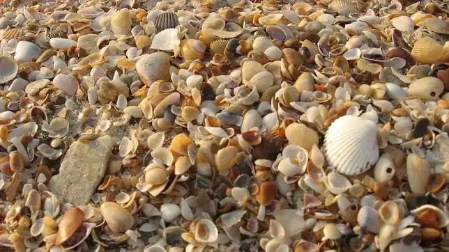 La disminución de conchas marinas debido al turismo podría ...