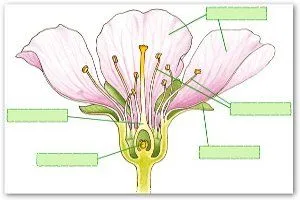  ... distinguirlas . También aprenderemos las partes de una flor