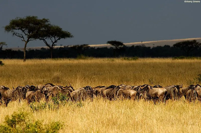 Paisajes de africa - Imagui