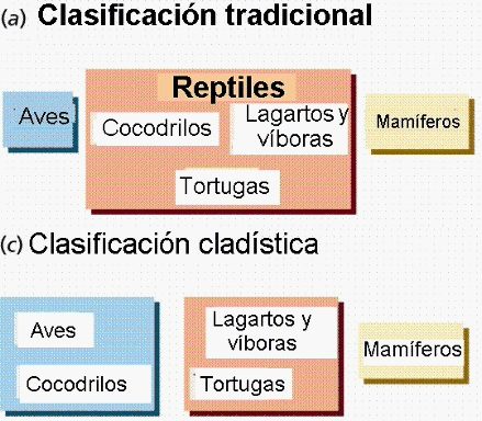 Diversidad biologica I