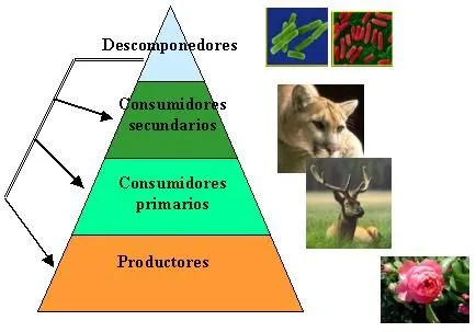 Diversidad de Hábitats e Interacciones: Cadena Alimenticia