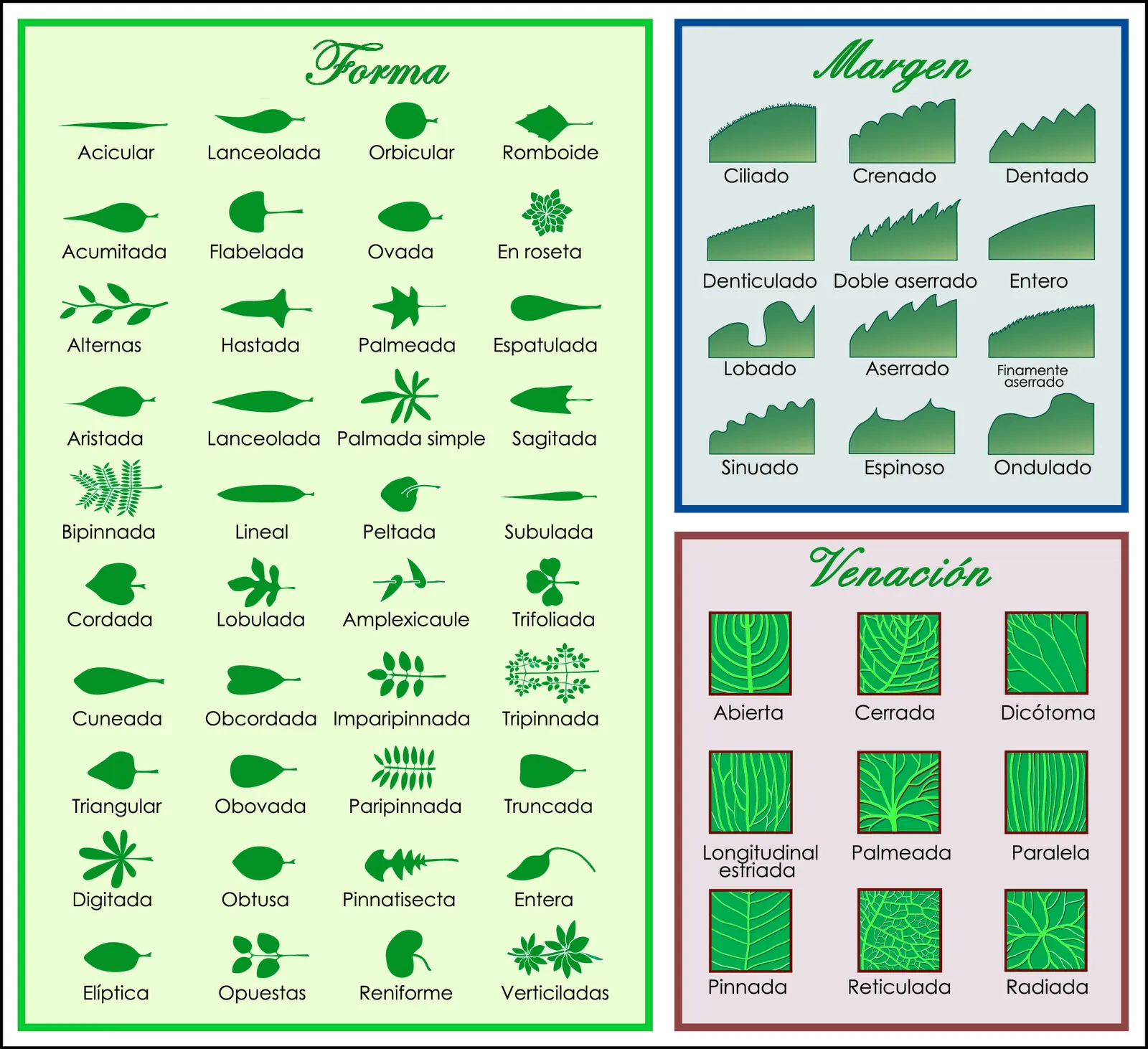 Diversidad De Plantas