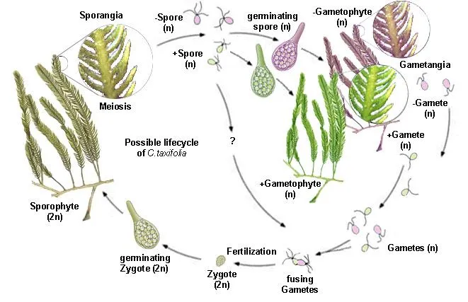 Diversidad de plantas: Reproducción de las plantas