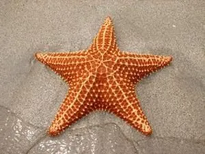 Diversiones en el agua: eStRelLiTa De MaR