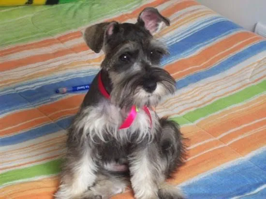 Divertidos nombres para perros schnauzer miniatura | Educa a tu ...