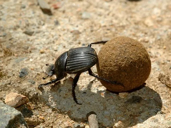 Diviértete con nosotros: Los animales del desierto del Sahara.