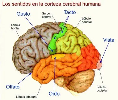 TU DIVINIDAD: 5 sentidos se quedan cortos