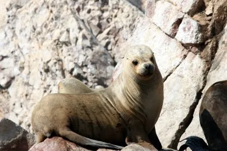 El Diwan: 25 días en Perú (3): Paracas: Islas Ballestas y Reserva ...