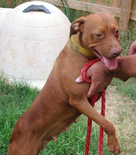 Dixie - Female Red Nose American Pit Bull Terrier