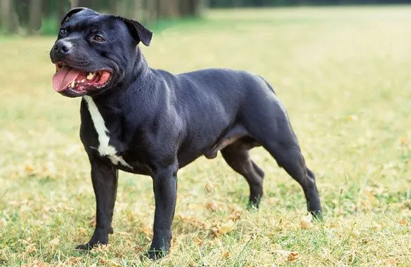 Do You Know Your Bully Breeds?