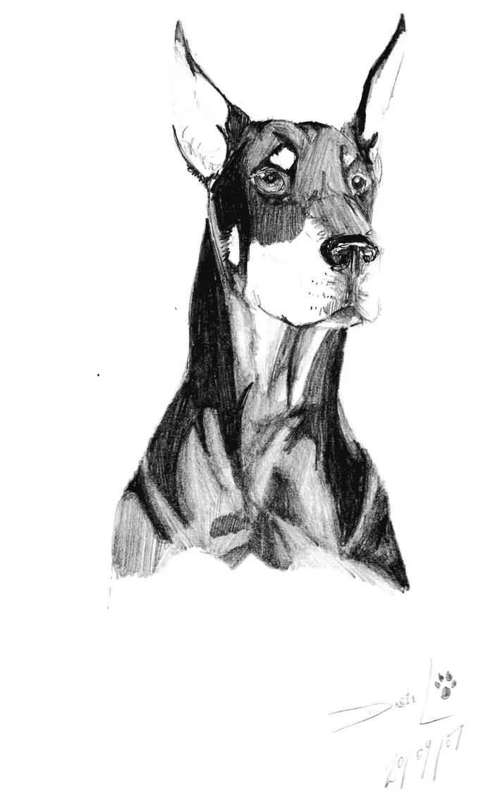 Doberman by THe-FoX-HounD on DeviantArt