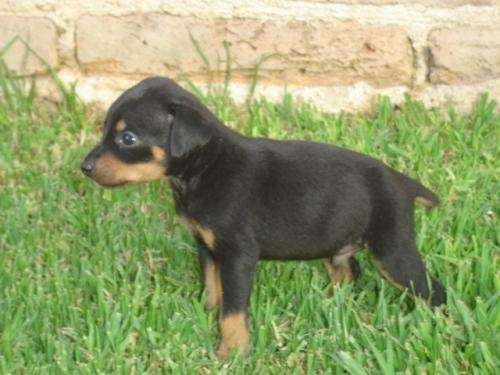 Fotos de cachorritos doberman miniatura pinscher - Jalisco ...