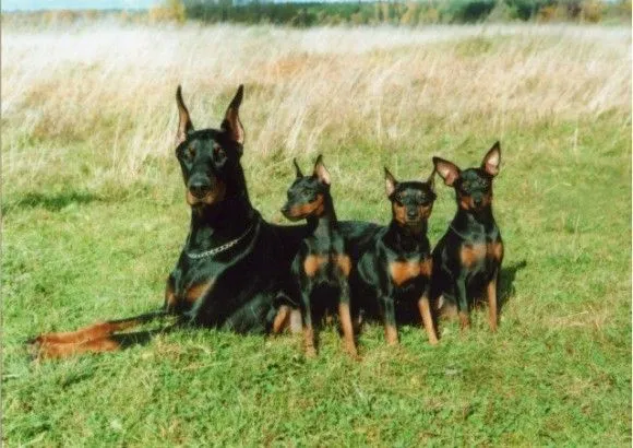 Dobermann & Mini Pinscher's - Pepitu