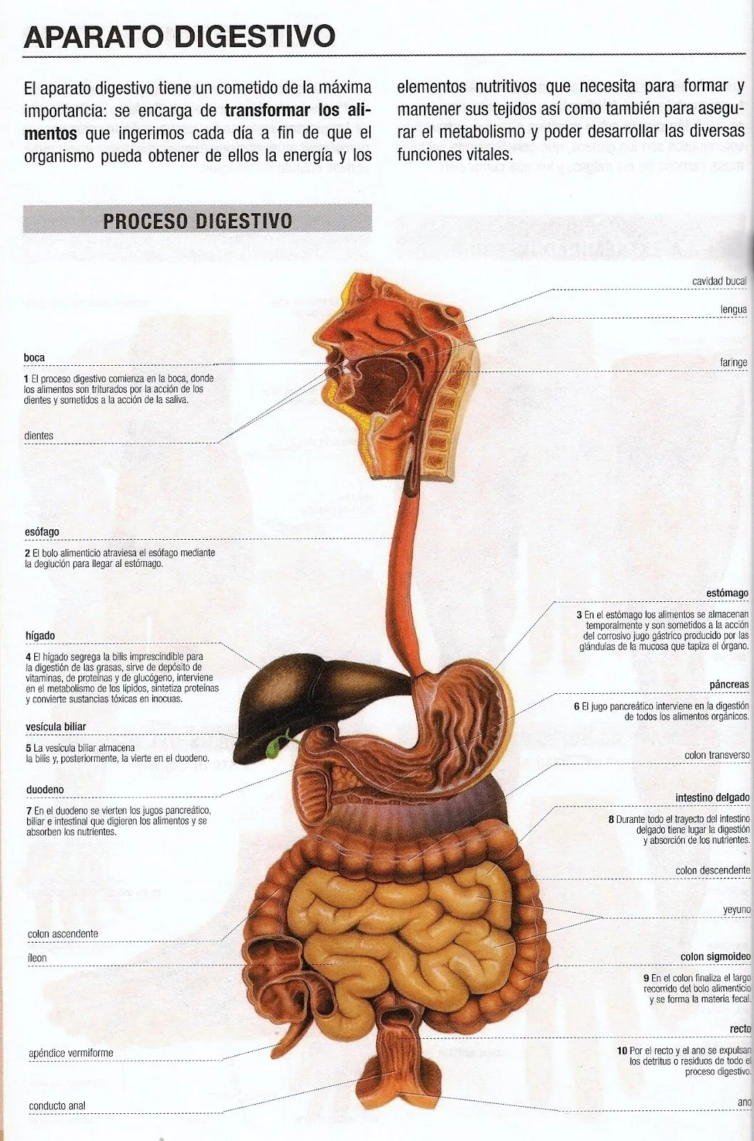 DOCTOR PERCY ZAPATA MENDO.: ANATOMIA. APARATO DIGESTIVO. PERCY ...