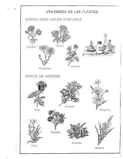 FICHAS UTILIDADES DE LAS PLANTAS