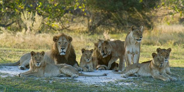 Documentales de leones | Animales en Video