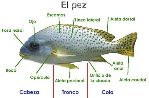 Los peces sus partes y sus caracteristicas - Imagui