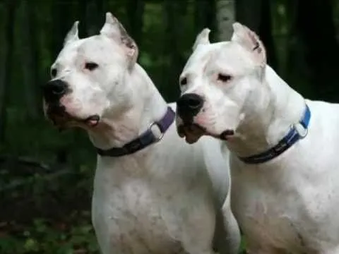 Dogo Argentino - Pitbull TR - YouMaker.com Audio-Video-Photo ...