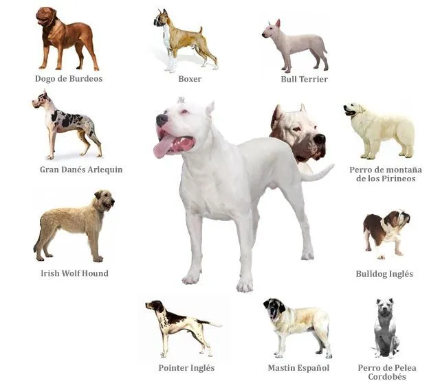 Dogo Argentino vs Pitbull | Is a Dogo Argentino a PitBull?, Dogo ...