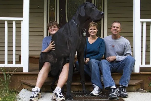 Un dogo de EEUU, el perro más alto del mundo según Guinness