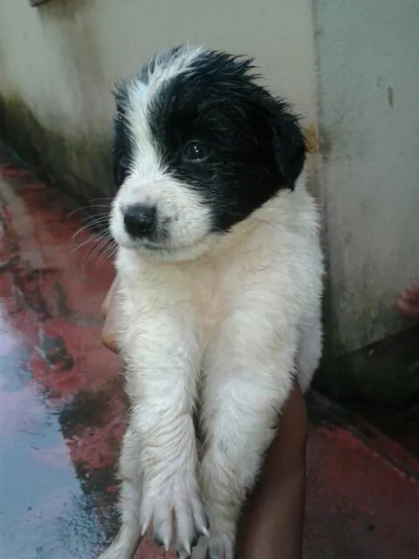 dois cachorros yorkshire misturado com pudo | Vazlon Brasil