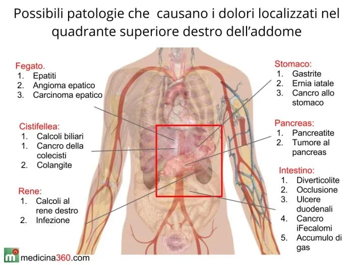 Organi nel corpo umano - Imagui