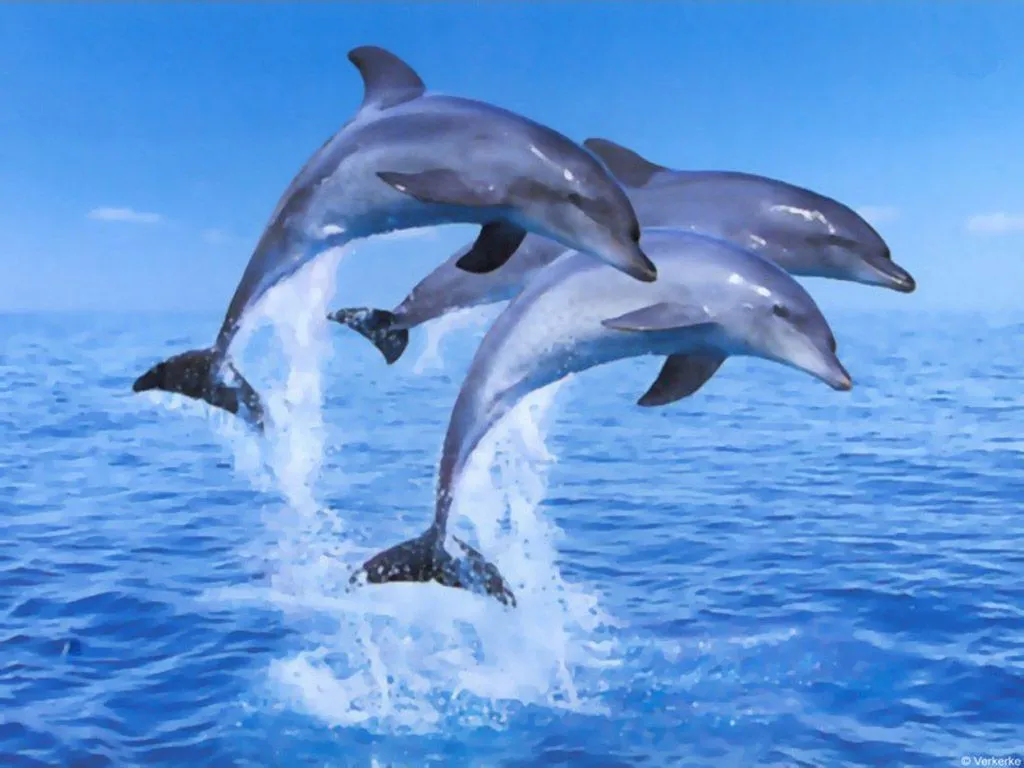  ... Dolphin Wallpaper Animal Biography Hot Photos Videos wallpapers 2011