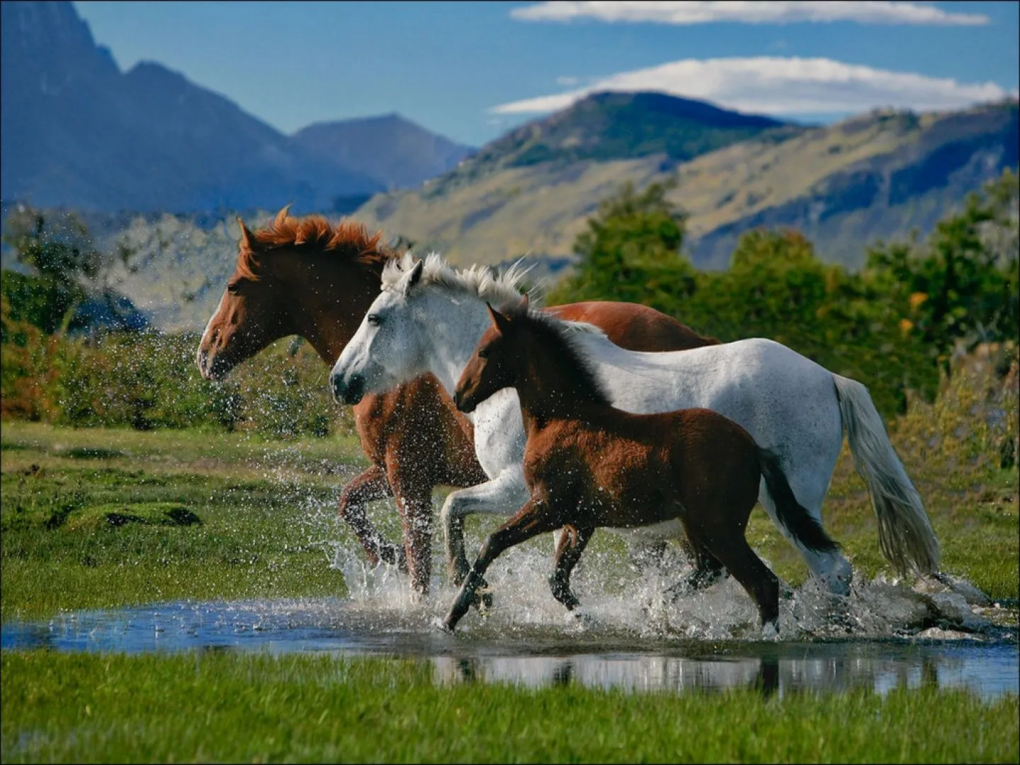 Doma equina: “El hombre que susurraba a los caballos” » Wakan ...