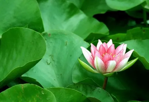 LA DONOSA: FLOR DE LOTO ME ENCANTA