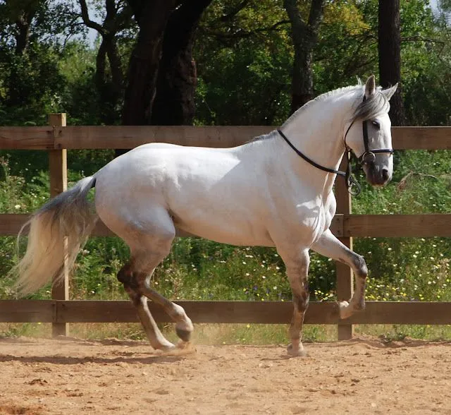 doque Cavalos: Março 2012