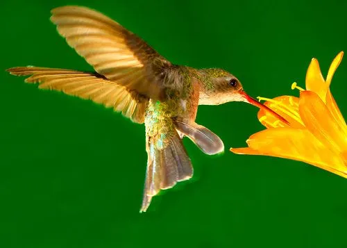 Dor de Mãe...: Colibri