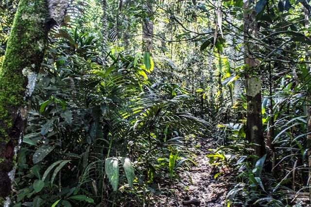 Dormir en un hotel en la selva amazónica: Amazon Tupana Lodge