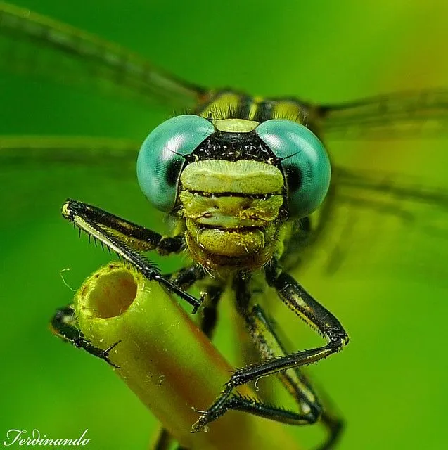 DRAGONFLY TIGER-LIBELULA TIGRE | Flickr - Photo Sharing!