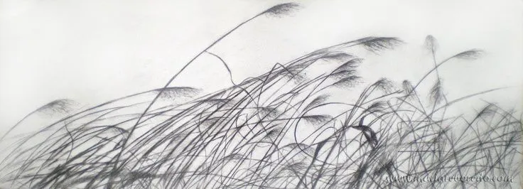 Draw Espigas, dibujo a lápiz By María Reboredo | Mis dibujos/My ...