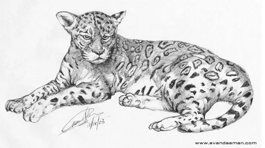 Drawing of American Jaguar done in Pencil by Evan