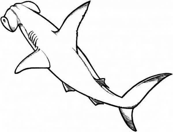 A Drawing of Hammerhead Shark from the Top Coloring Page | Kids ...