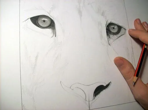 Drawing of lion finished / Dibujo de león terminado | Luis María ...