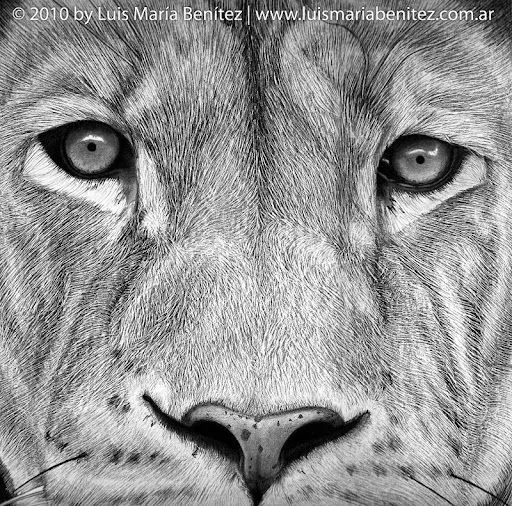 Drawing of lion finished / Dibujo de león terminado | Luis María ...