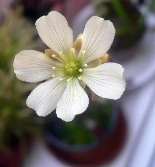 Flor de 6 petalos - Imagui