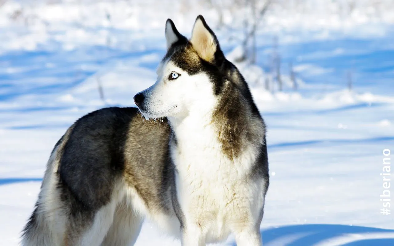 DUBANROA: Tierno tema para windows de perros siberianos