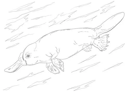 Duck Billed Platypus Swimming coloring page | SuperColoring.