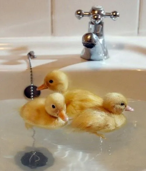 Duckies!!!! | Animals & Cuteness | Pinterest | Natación, Natación ...