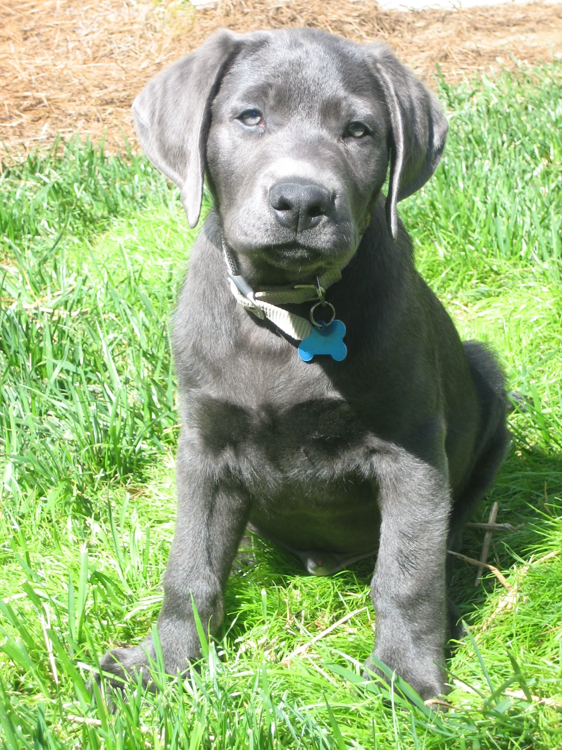 Duda en sus ojos - (Labrador Retriever) | Perros.