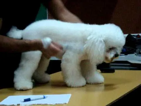 La dueña del perro de presa de Vigo que mató a un caniche: «No iba ...