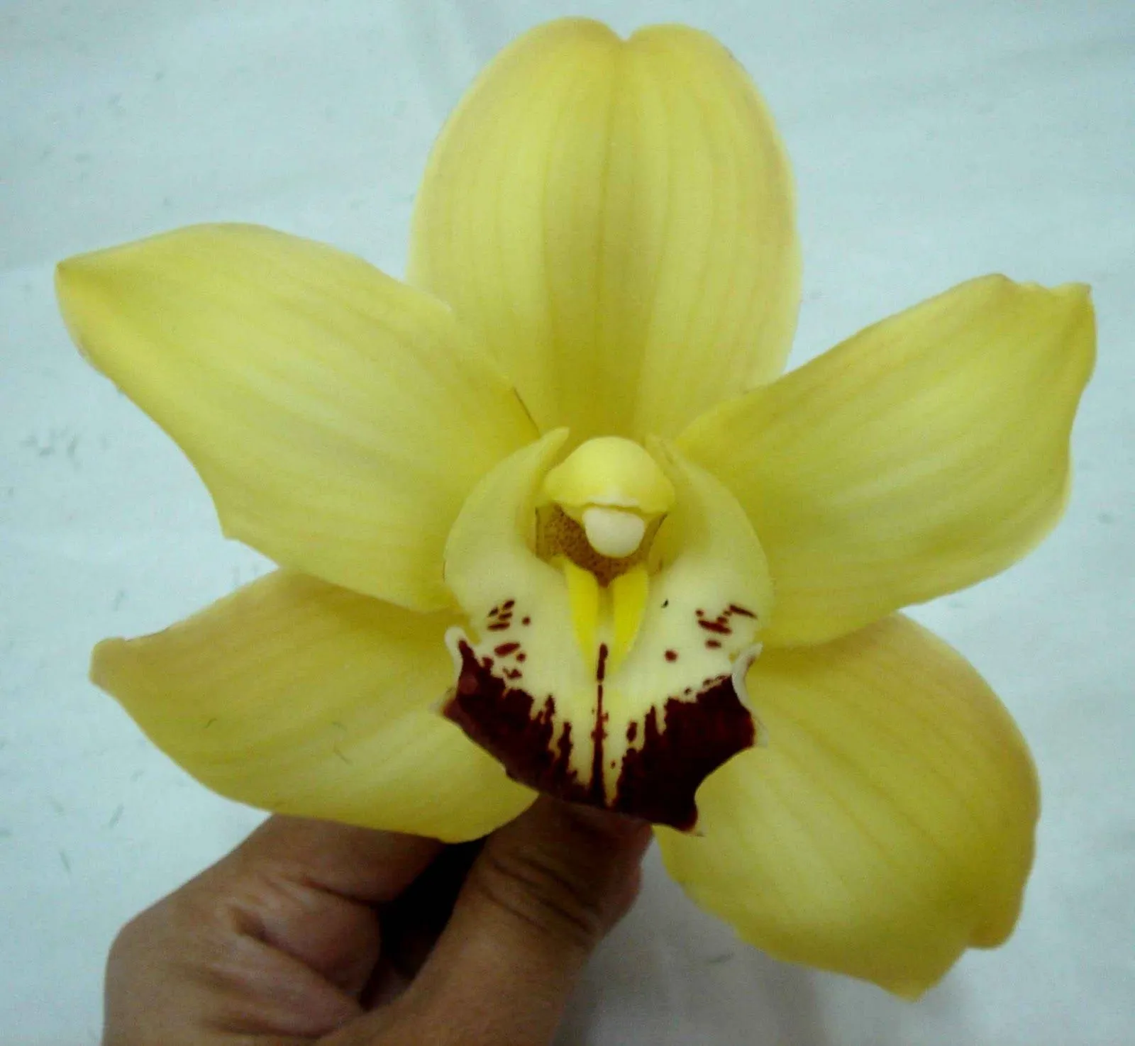 Dulzura Magica: Orquidea Cymbidium paso a paso