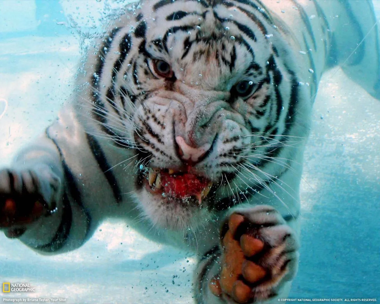 Dunia: Tigre de Bengala. PRECIOSO!!